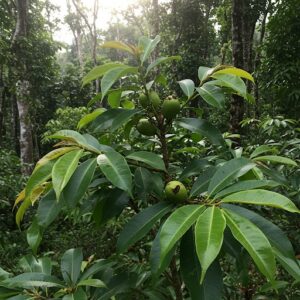 Kolové oříšky 100g