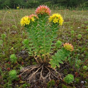 Rhodiola rosea 100g
